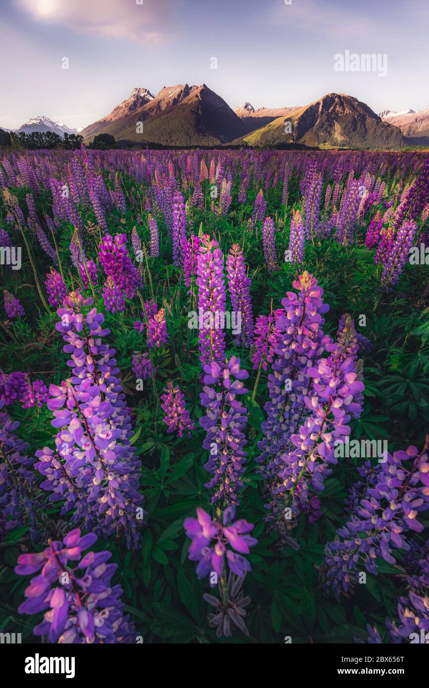 Blooming Lupine flowers, South Island, New Zealand Stock Photo Alamy