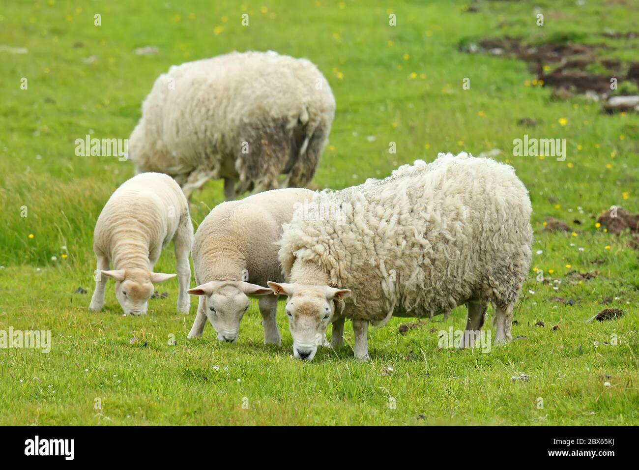 Family of Sheep grazing and standing in a row on green grass, Shetland Islands, Scotland. Stock Photo