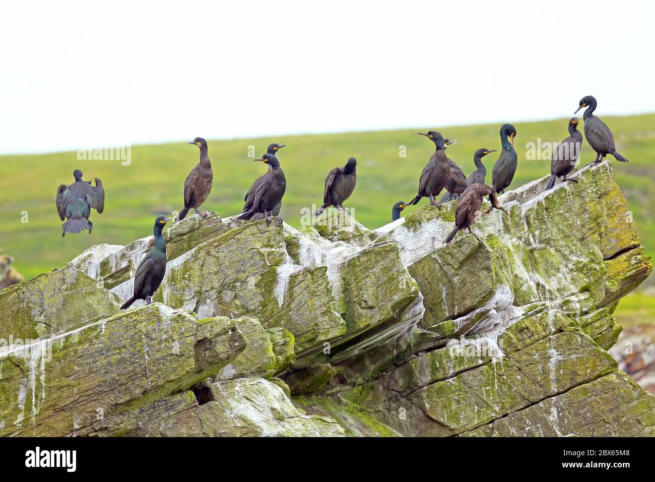 Group of Shag sea birds sitting on the cliff edge close to the ocean, Mousa, Shetland Islands, Scotland. Stock Photo