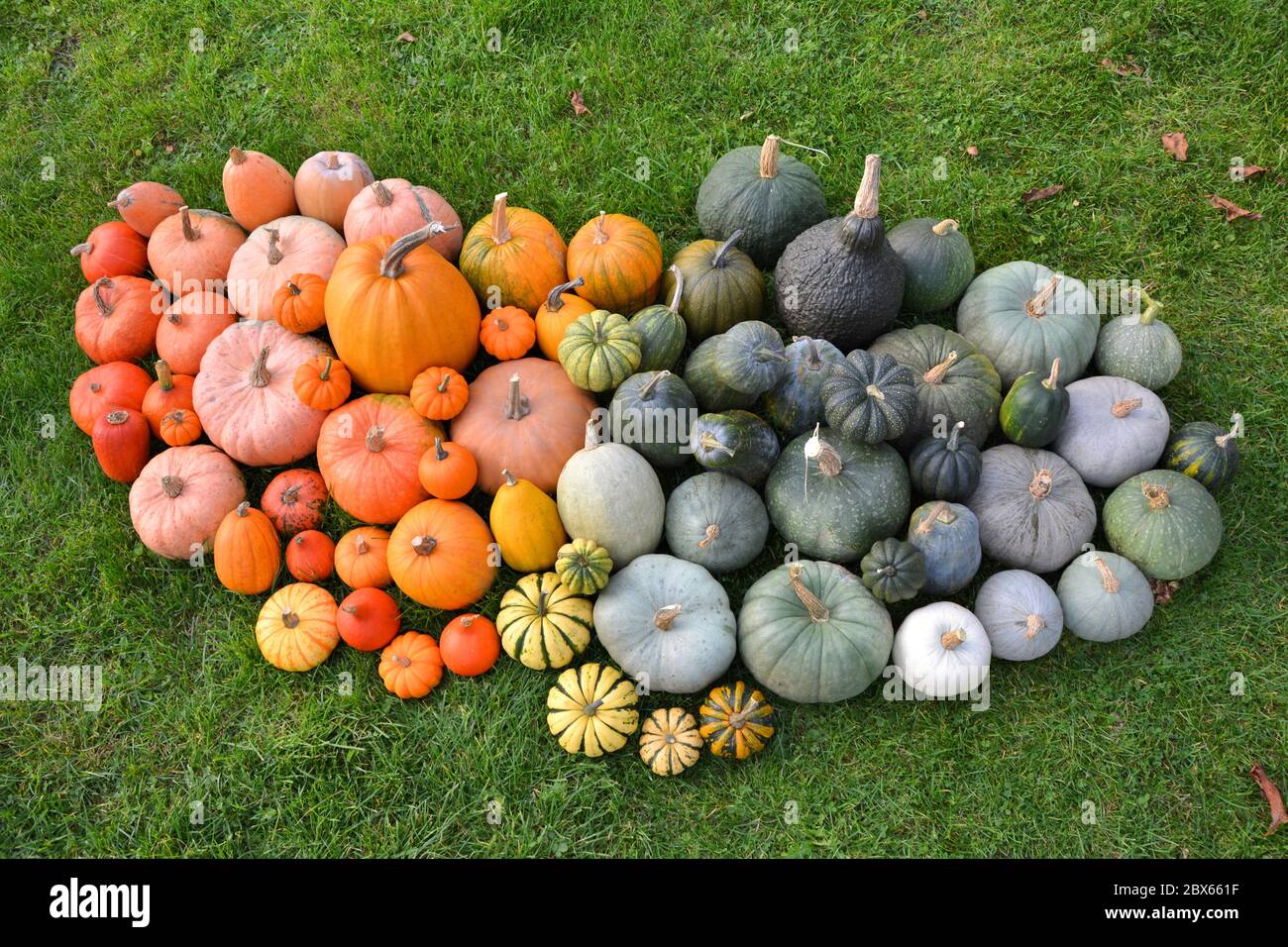 Different varieties of pumpkins and squashes on grass. Autumn
