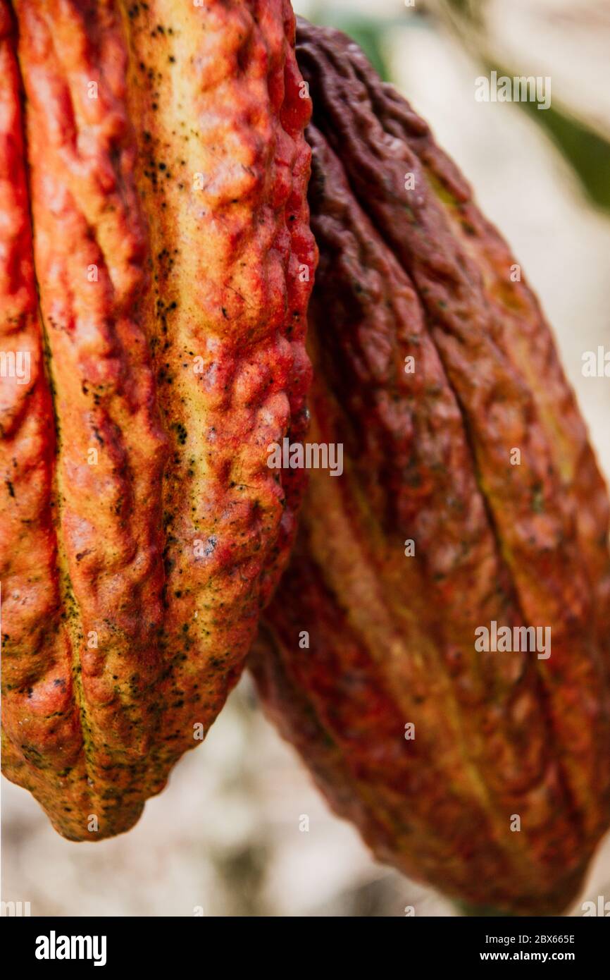 cocoa plantation, cocoa pod, cocoa plant, in the amazon, tropical