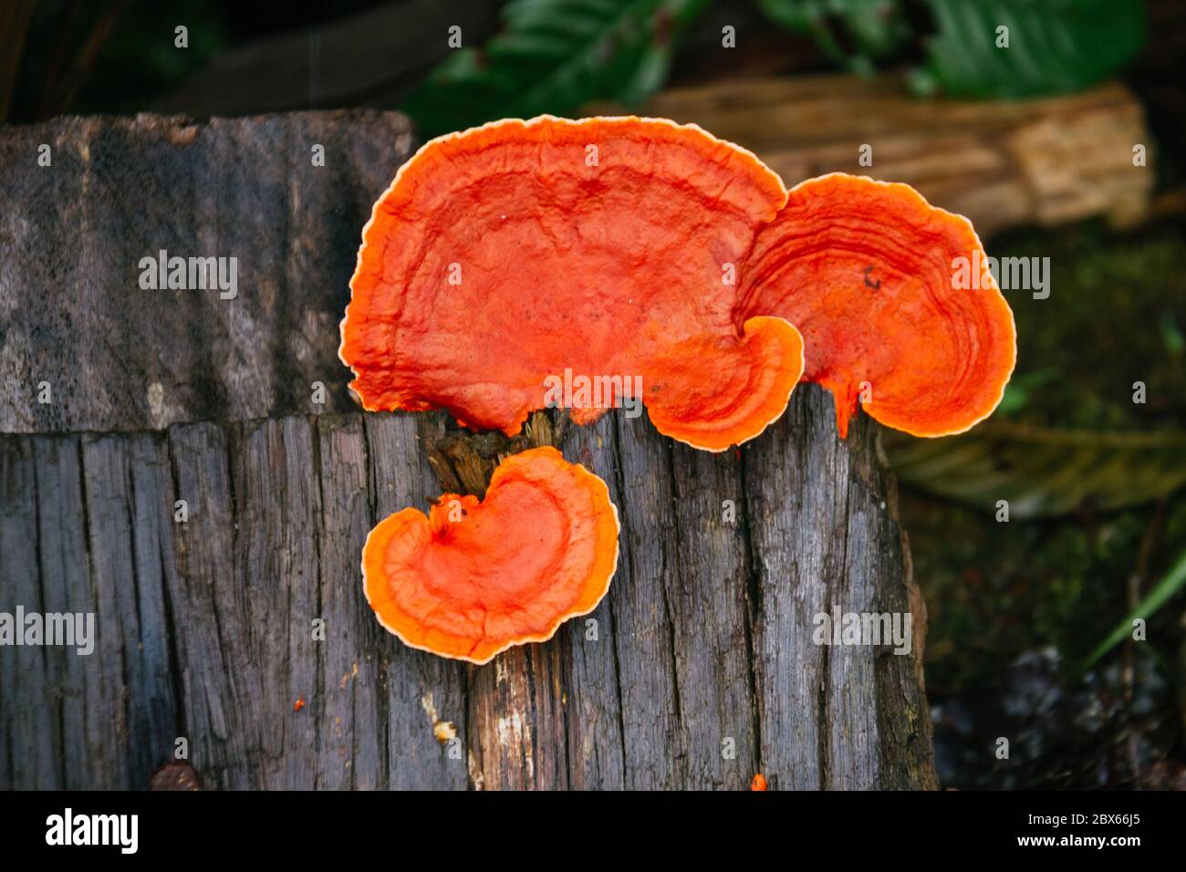 lingzhi mushroom growing on old wood, deep orange color, amazon Stock