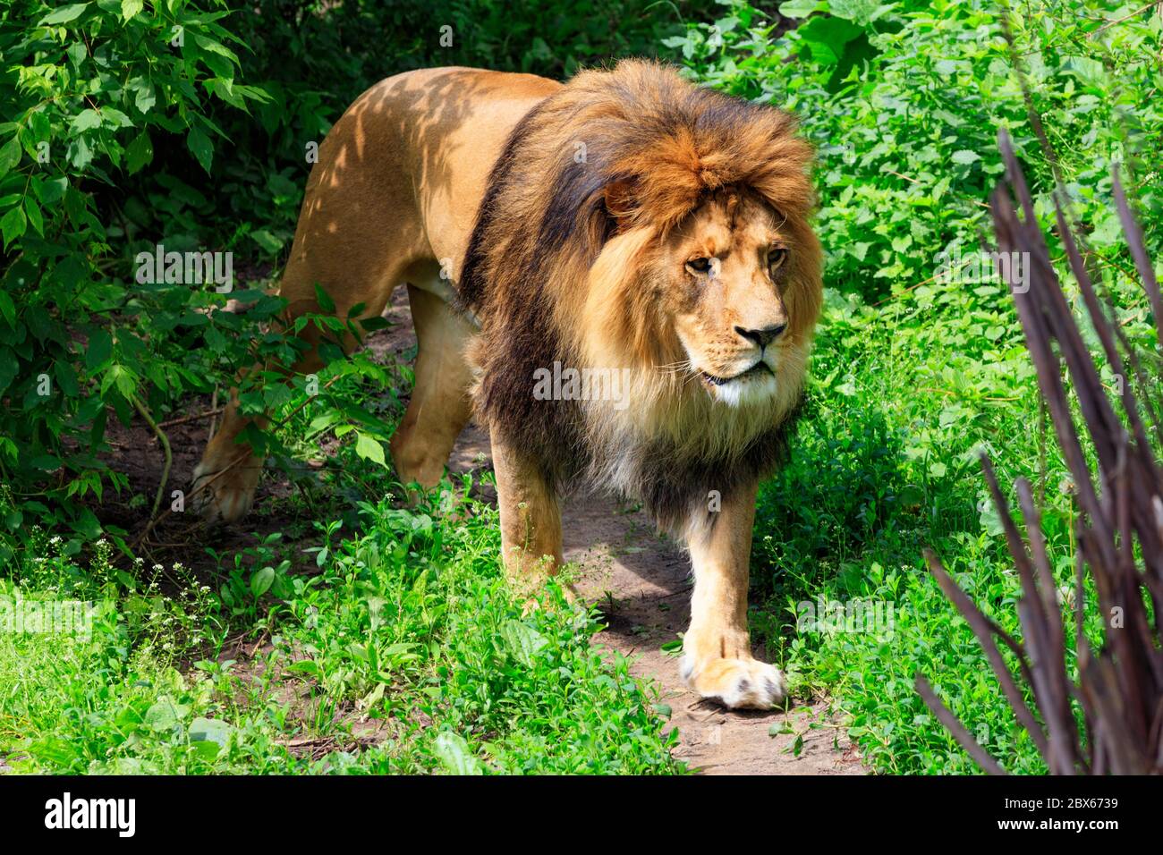 A wild lion with a large shaggy orange mane of hair walks along a forest path among green shrubs in sunny daytime. Close-up. Stock Photo