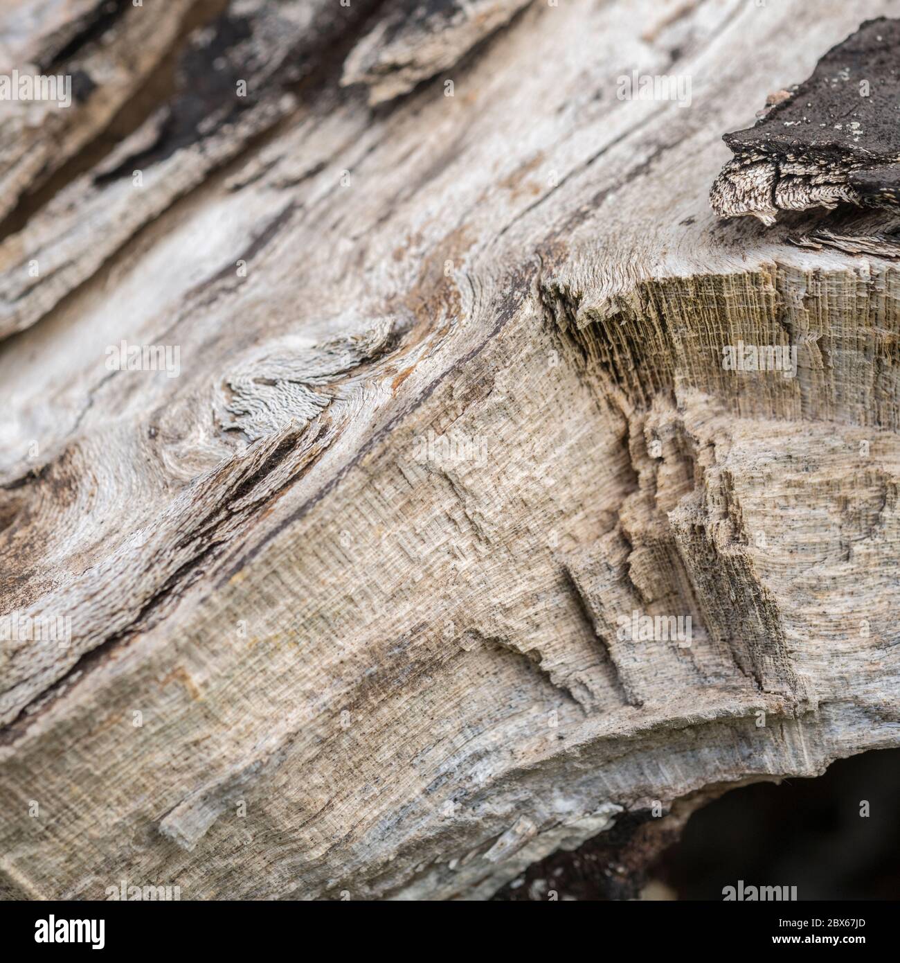 Exposed wood of old felled tree rotting away. Surface texture shows internal structure of the tree's physiology. Split tree trunk. Stock Photo