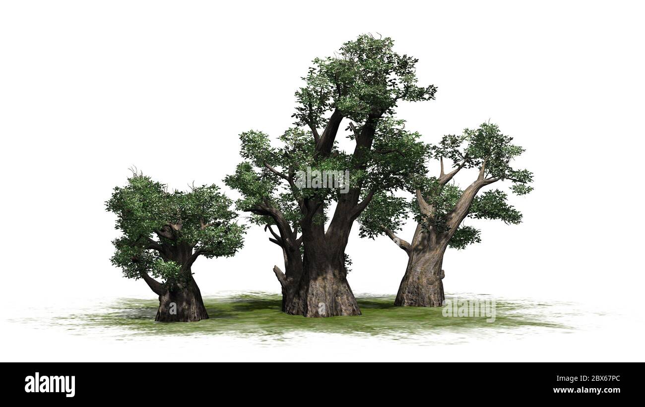 different African Baobab trees on green area - isolated on white ...