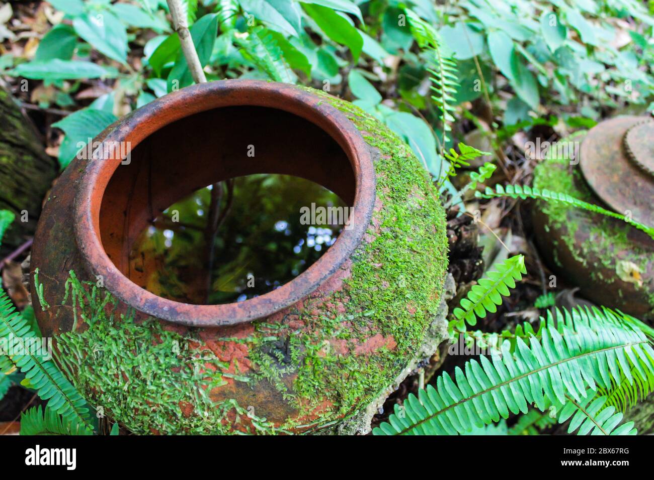 Bright green moss and fern growing on earthen jar in the garden. Select focus. Stock Photo