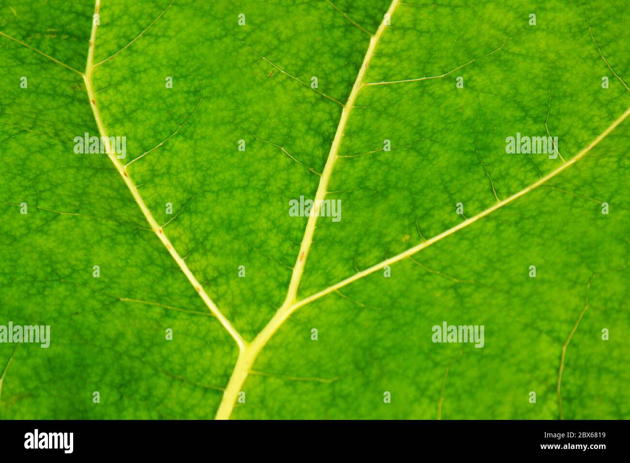 Green leaf texture background plant veins details Stock Photo - Alamy