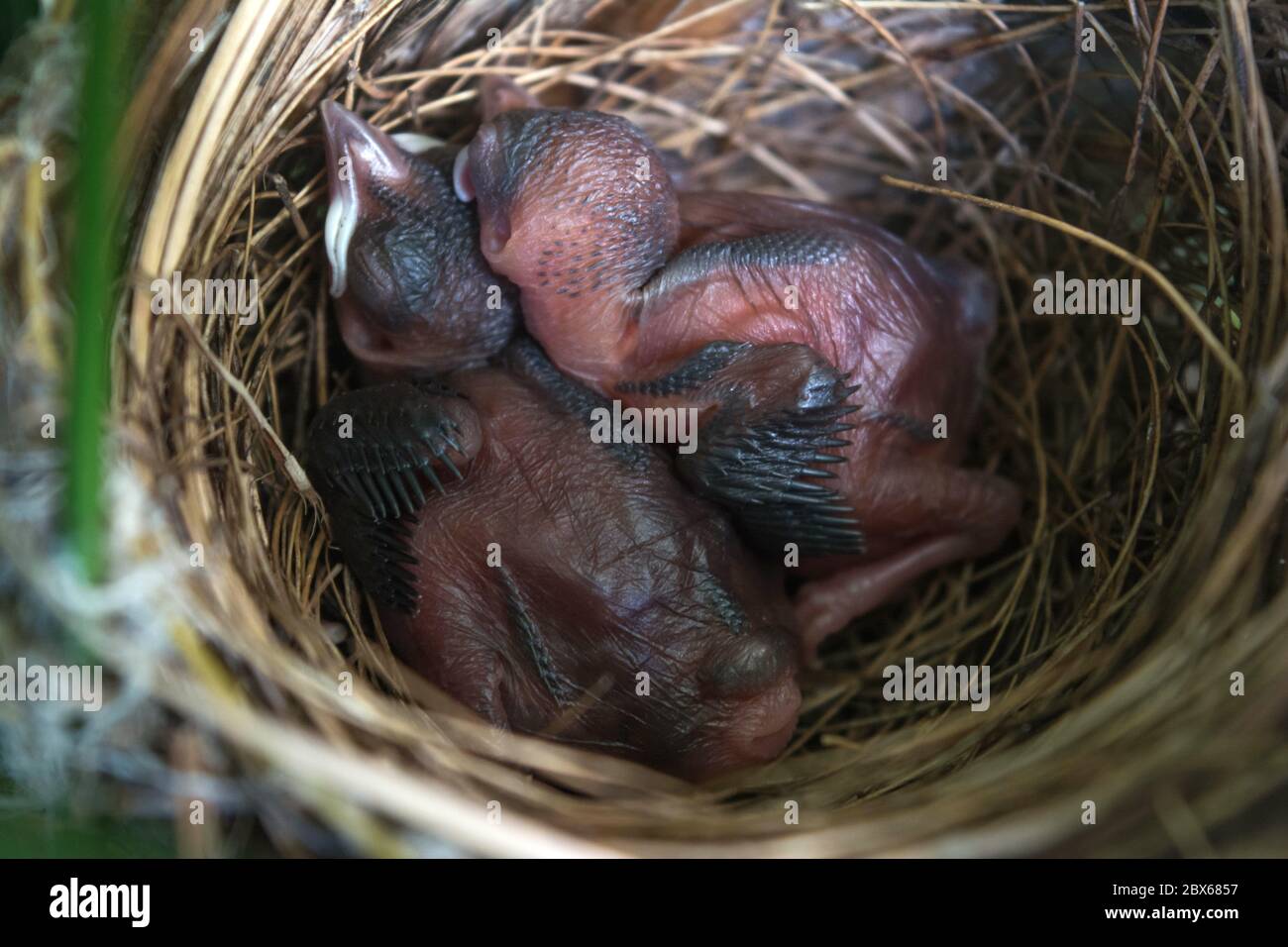 New born bird without feathers. Birds sleeping in nest waiting for mother to bring food. Stock Photo