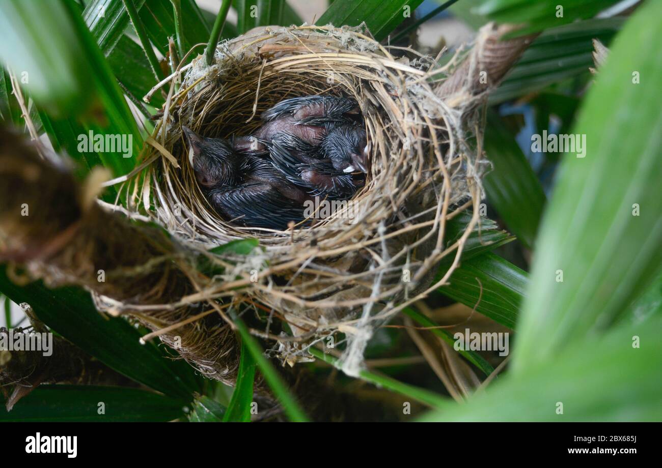 Baby birds sleeping in nest waiting for mother to bring food Stock