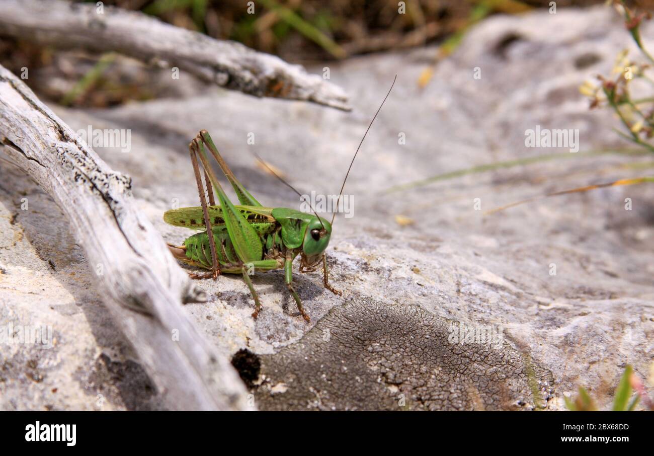 Green grasshopper on rock in the sun, in Durmitor National Park, Montenegro Stock Photo