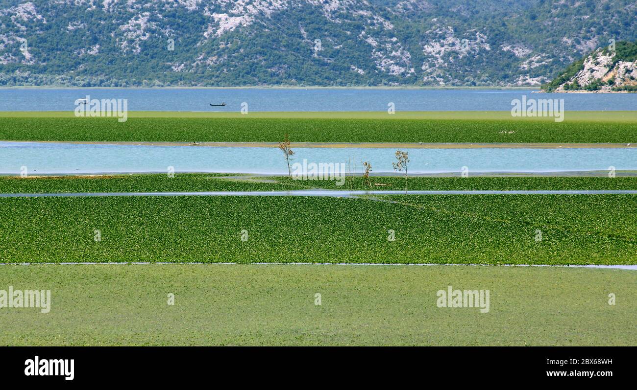 Skadar Lake in Montenegro (also called Lake Scutari, Lake Shkoder, Lake Shkodra) Stock Photo