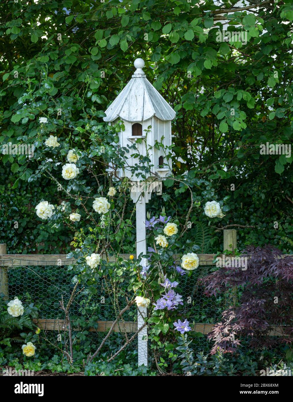 A white dovecot in a shady spot surrounded by yellow roses and lilac coloured clematis and with Acer bloodgood to the right side Stock Photo