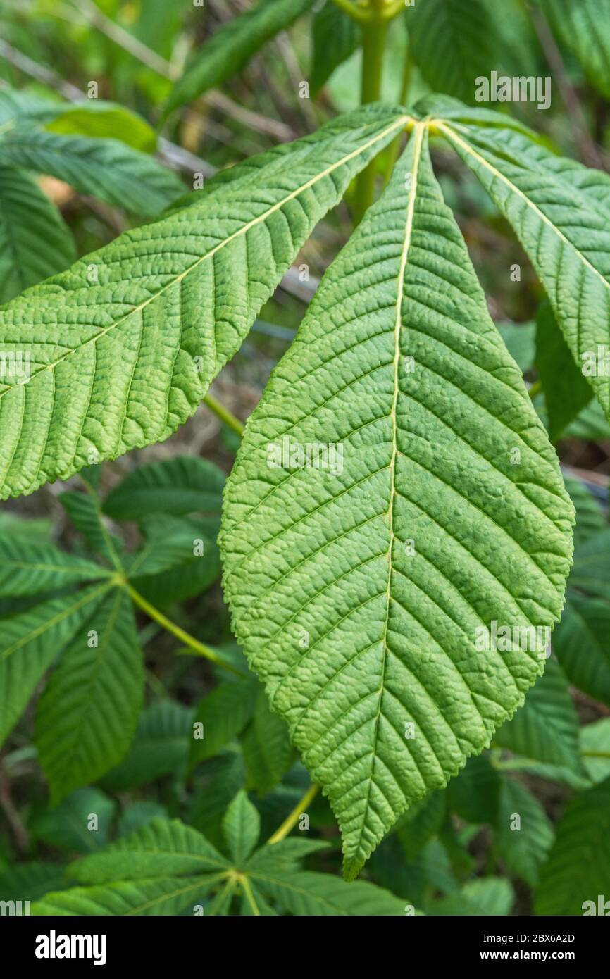 Close up shot of a Horse Chestnut / Aesculus hippocastanum leaf / leaves in summer sunlight, showing leaf veins and leaf structure. Medicinal uses. Stock Photo
