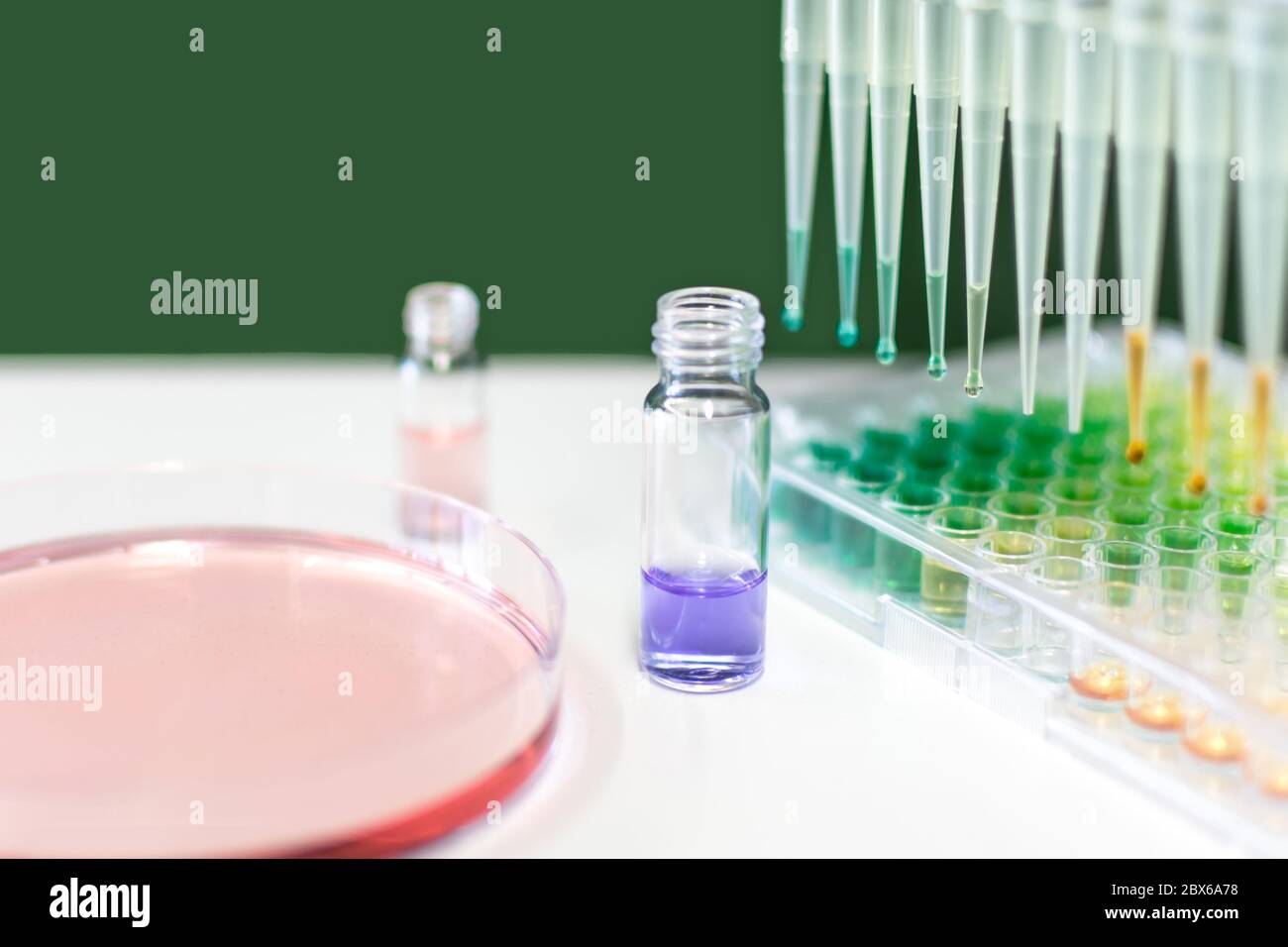 Microtiter Plate and Petri Dish with Liquid Stock Photo Alamy