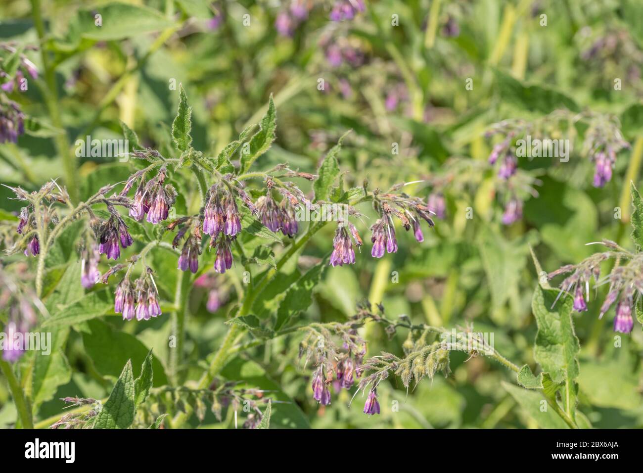 Mass of flowering Comfrey / Symphytum officinale flowers on a sunny summer day. Used as a herbal / medicinal plant and known as Bone-kit. Stock Photo