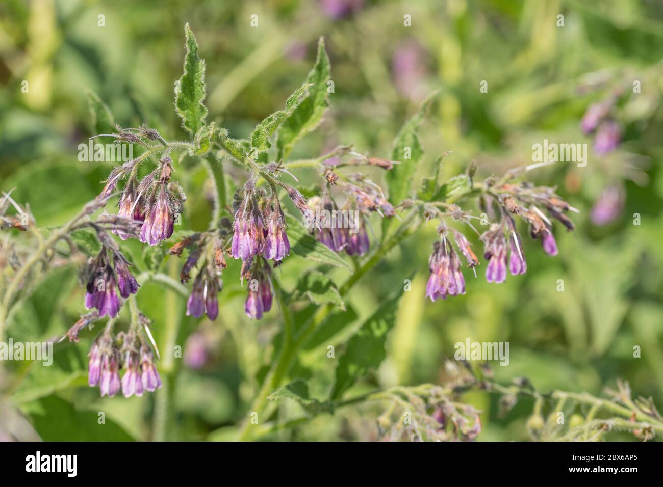 Mass of flowering Comfrey / Symphytum officinale flowers on a sunny summer day. Used as a herbal / medicinal plant and known as Bone-kit. Stock Photo