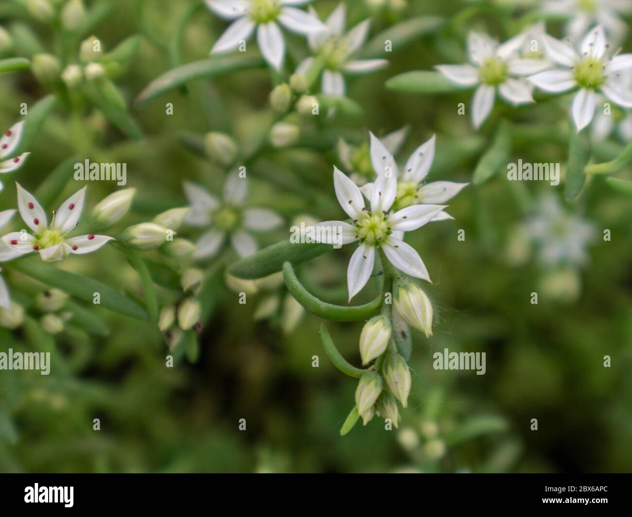 Close up of Spanish stonecrop white flowers in the garden, Sedum hispanicum L Stock Photo