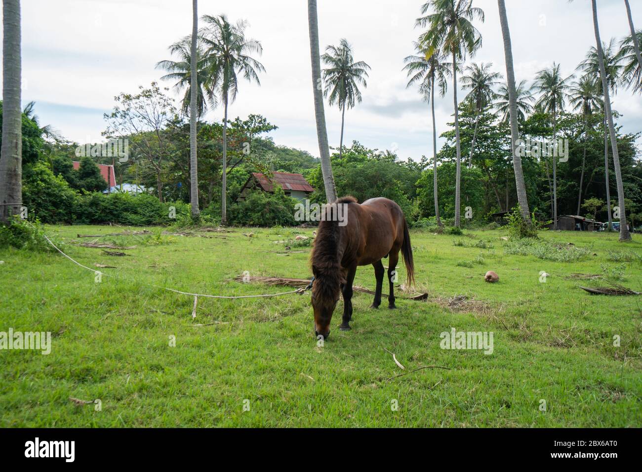 Brown horse eats grass on the lawn on a background of palm trees. Horse