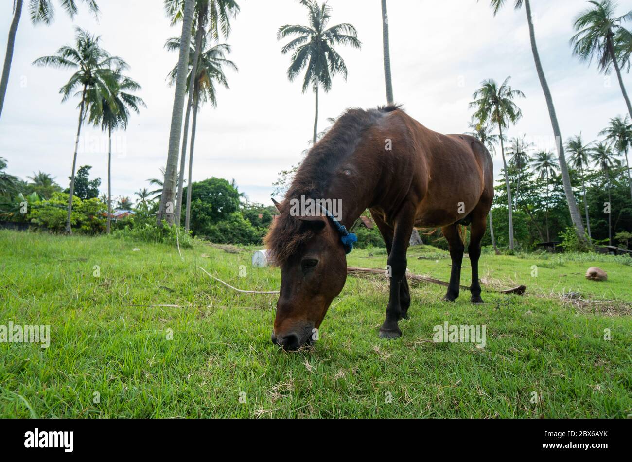 Brown horse eats grass on the lawn on a background of palm trees. Horse