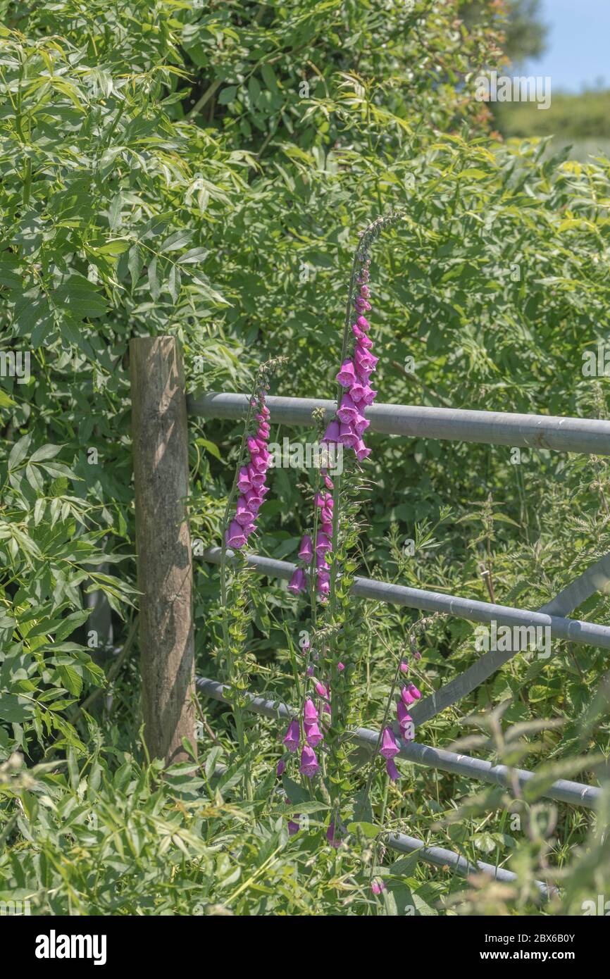 Flower spikes of purple Foxglove / Digitalis purpurea flowers growing by farm gate in sunshine. Formerly used in herbal remedies, home cures, remedies Stock Photo