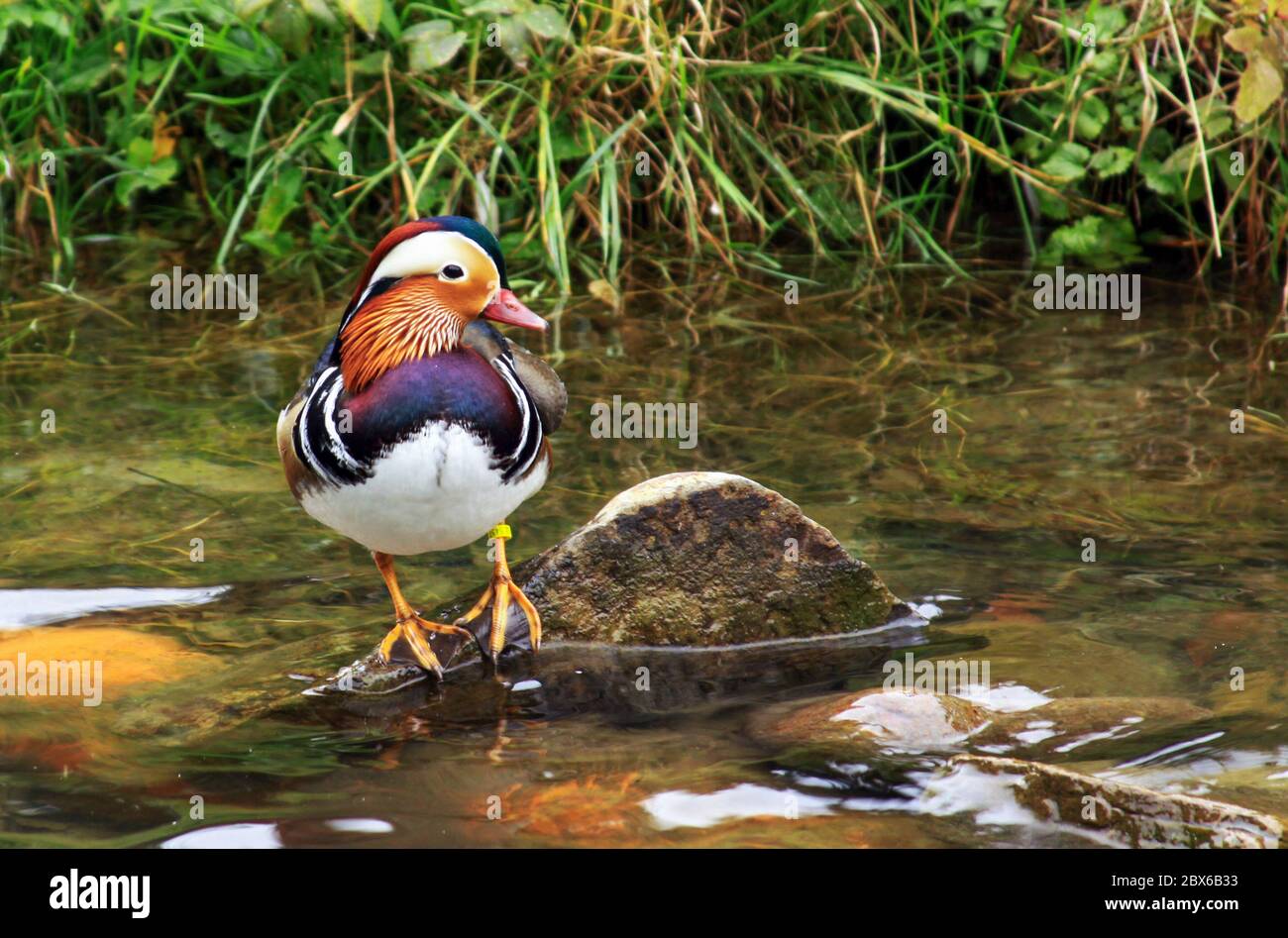 Male Mandarin duck (Aix galericulata) near water in Europe Stock Photo ...