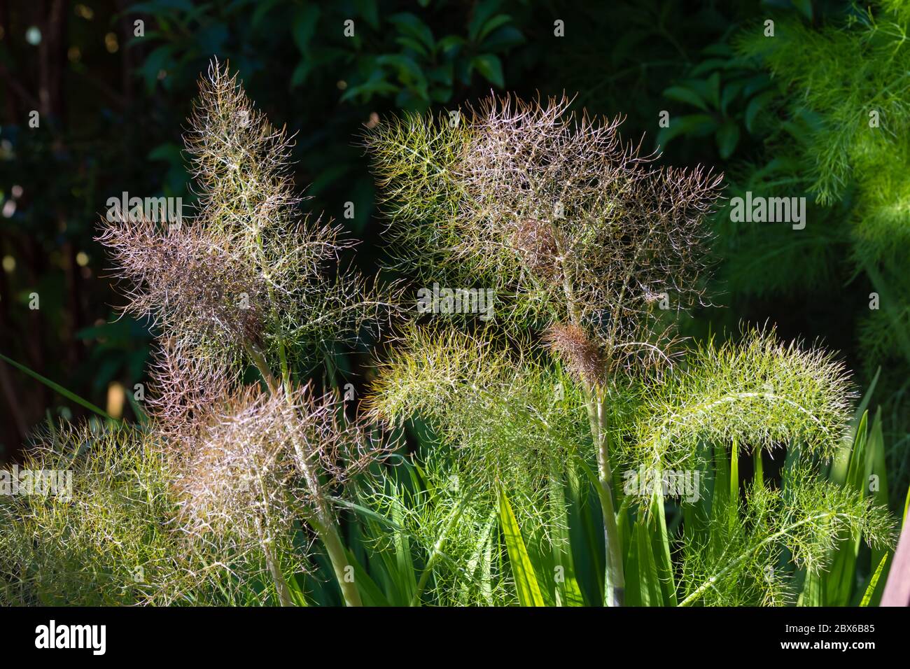 Foeniculum vulgare 'Purpureum' bronze fennel growing in a Scottish garden. Stock Photo