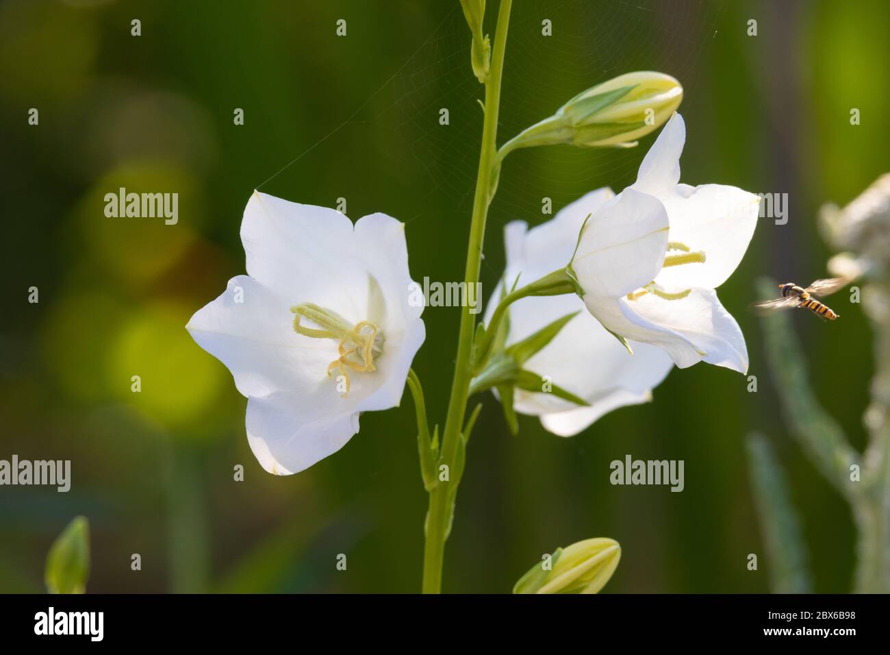 A white Campanula or bellflower in flower in Scotland 1st June Stock Photo