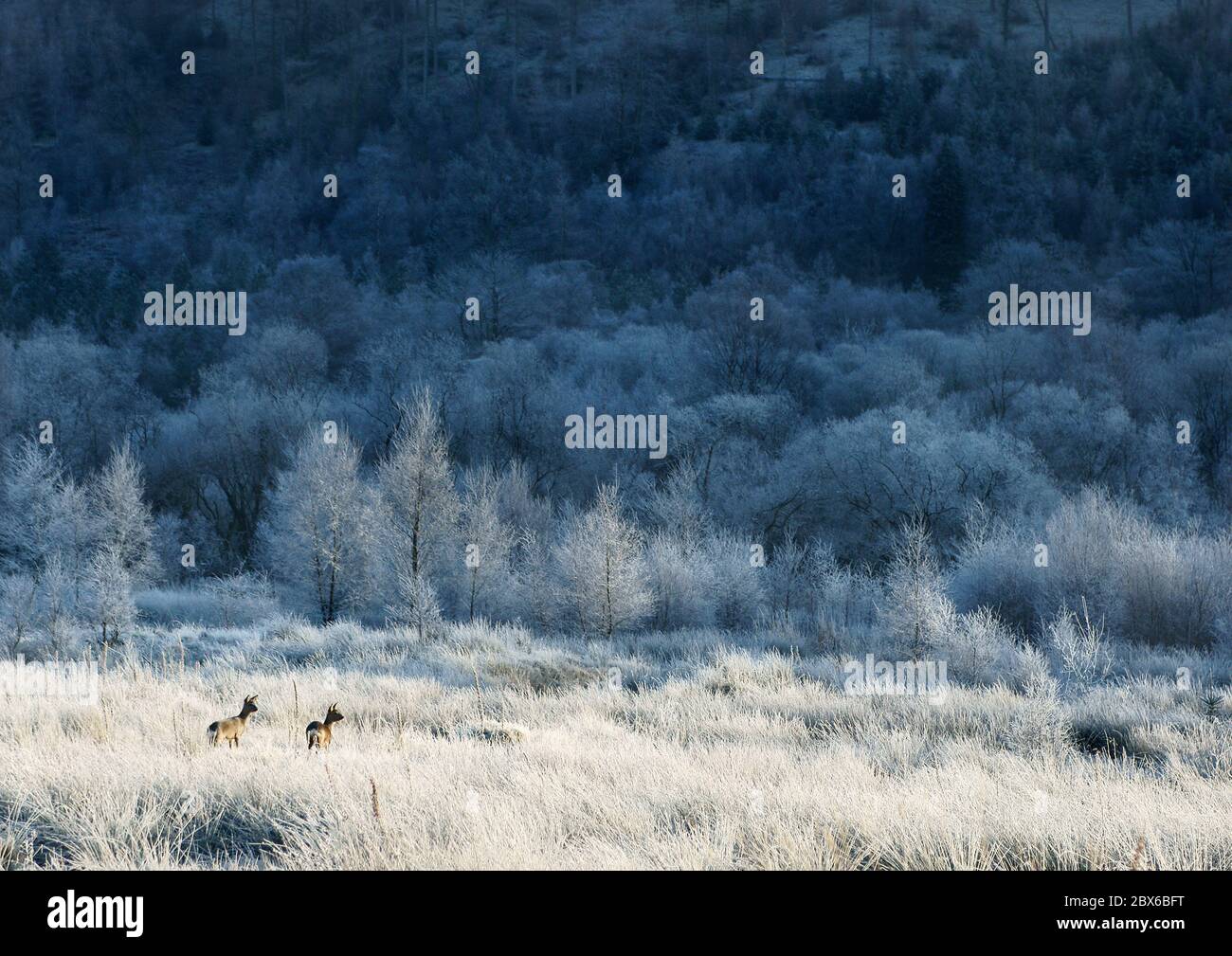 A very memorable morning, with roe deer suddenly appearing in a hoar frost covered landscape near Thirlmere, Lake District, Cumbria, England, UK. Stock Photo