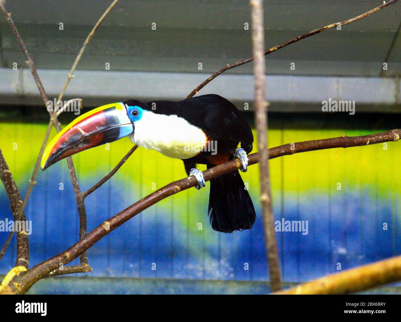 Toucan bird in cage at animal center, Bucharest, Romania Stock Photo - Alamy