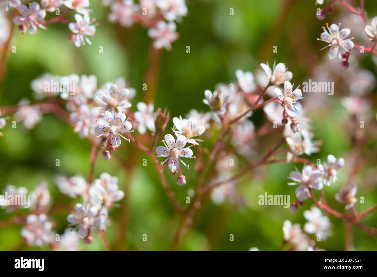 Close up of the plant Saxifraga 'London Pride' which flowers in May in Scotland Stock Photo