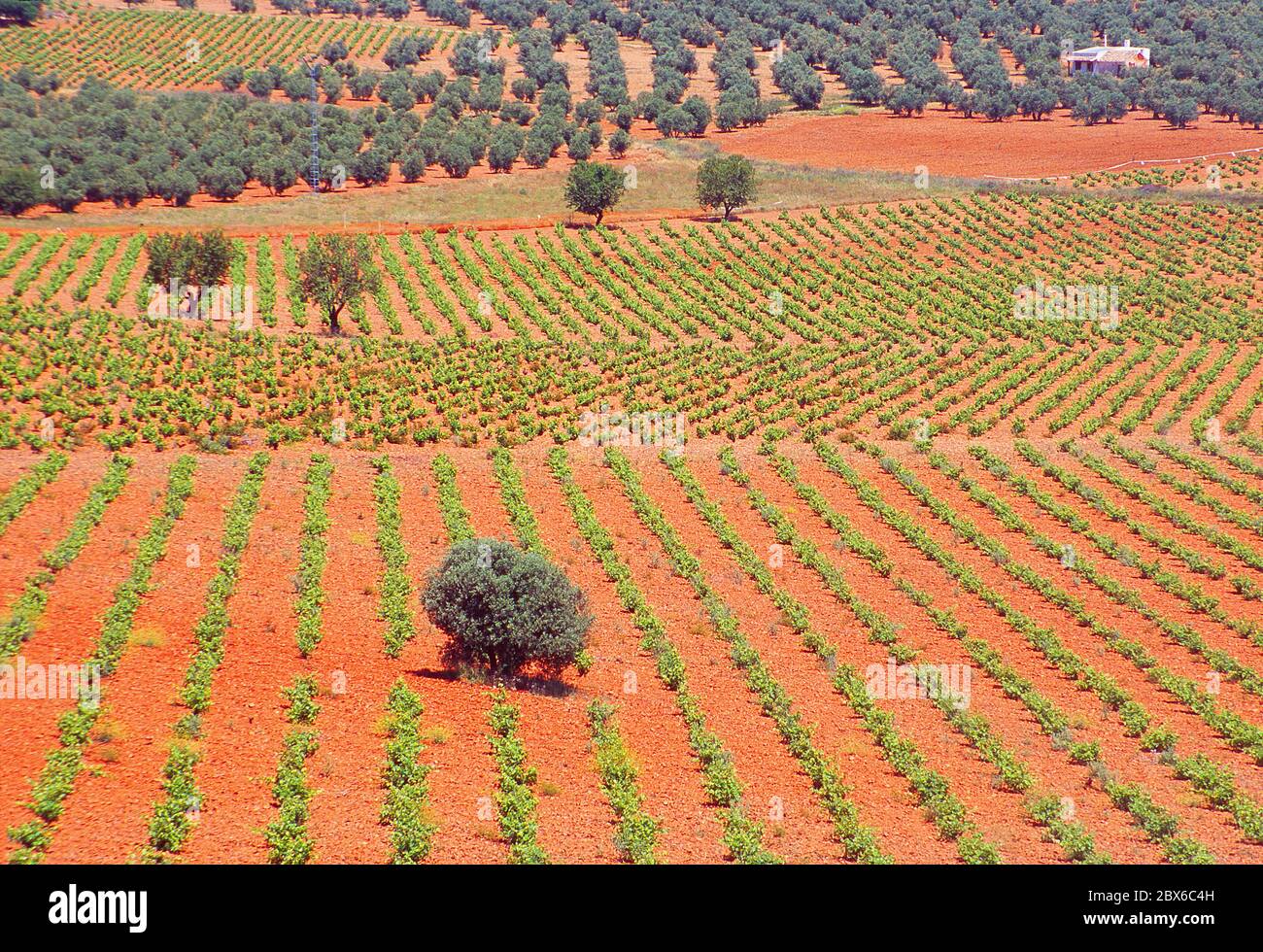 Vineyard and olive grove. Ciudad Real province, Castilla La Mancha, Spain. Stock Photo