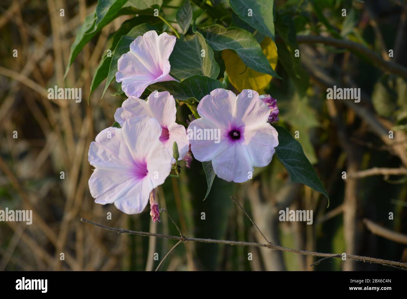 Pink Morning Glory Or Ipomoea Carnea Flowers In The Garden Stock Photo 