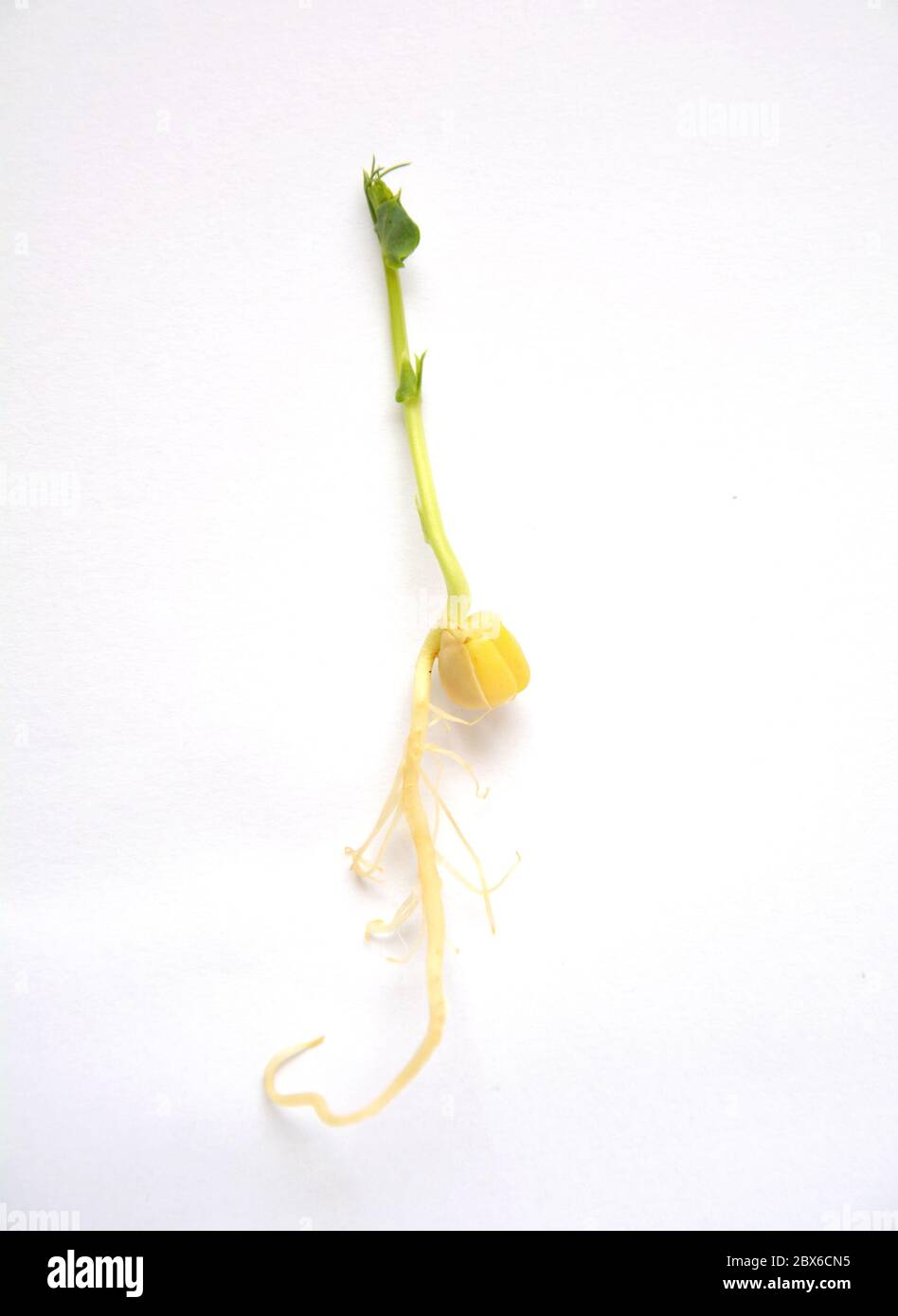 Pea plant roots hires stock photography and images Alamy