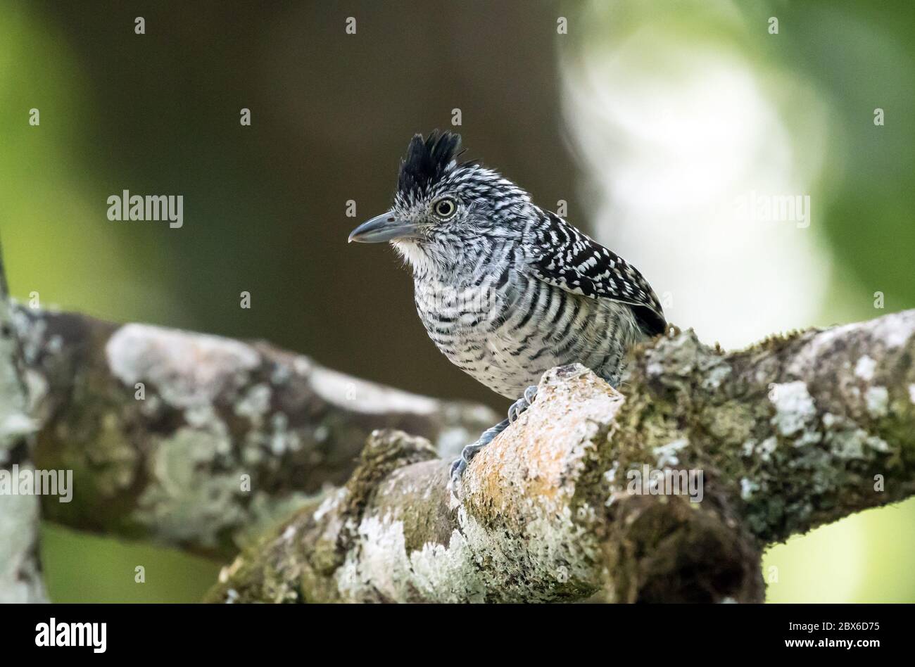Closeup of a male Barred Antshrike (Thamnophilus doliatus) perching on a branch in Panama.  This bird has a wide range in Central and South America Stock Photo