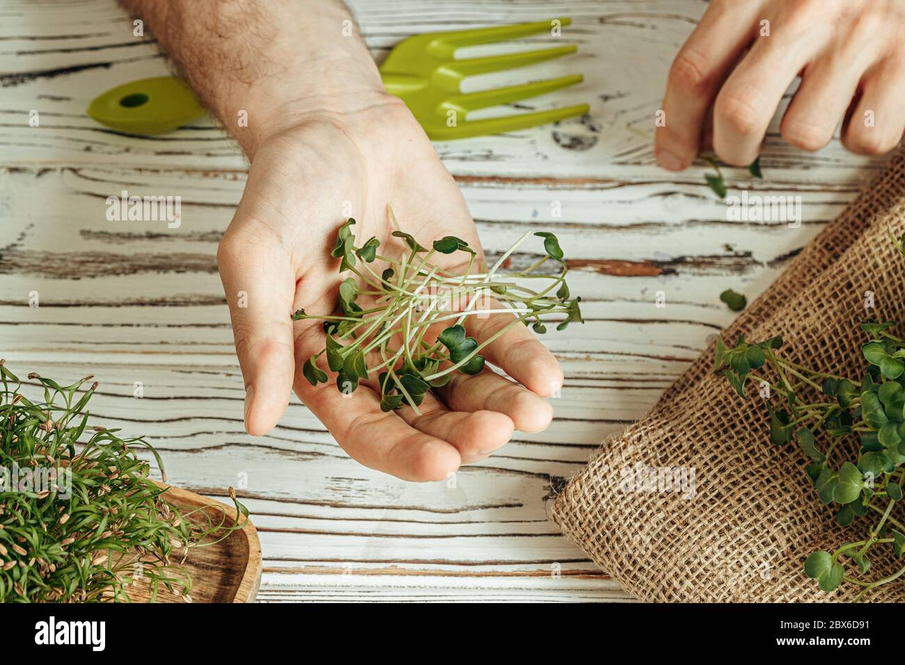 Male hands holding micro green sprouts, close up Stock Photo