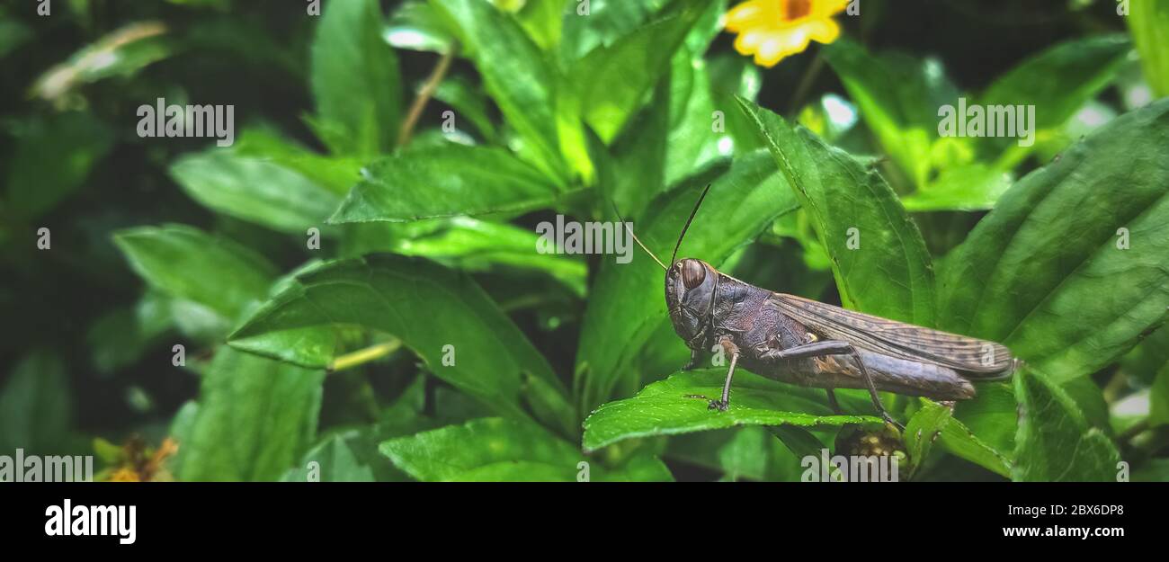 Migratory Locust, Locust, Locusta migratoria. (Locust