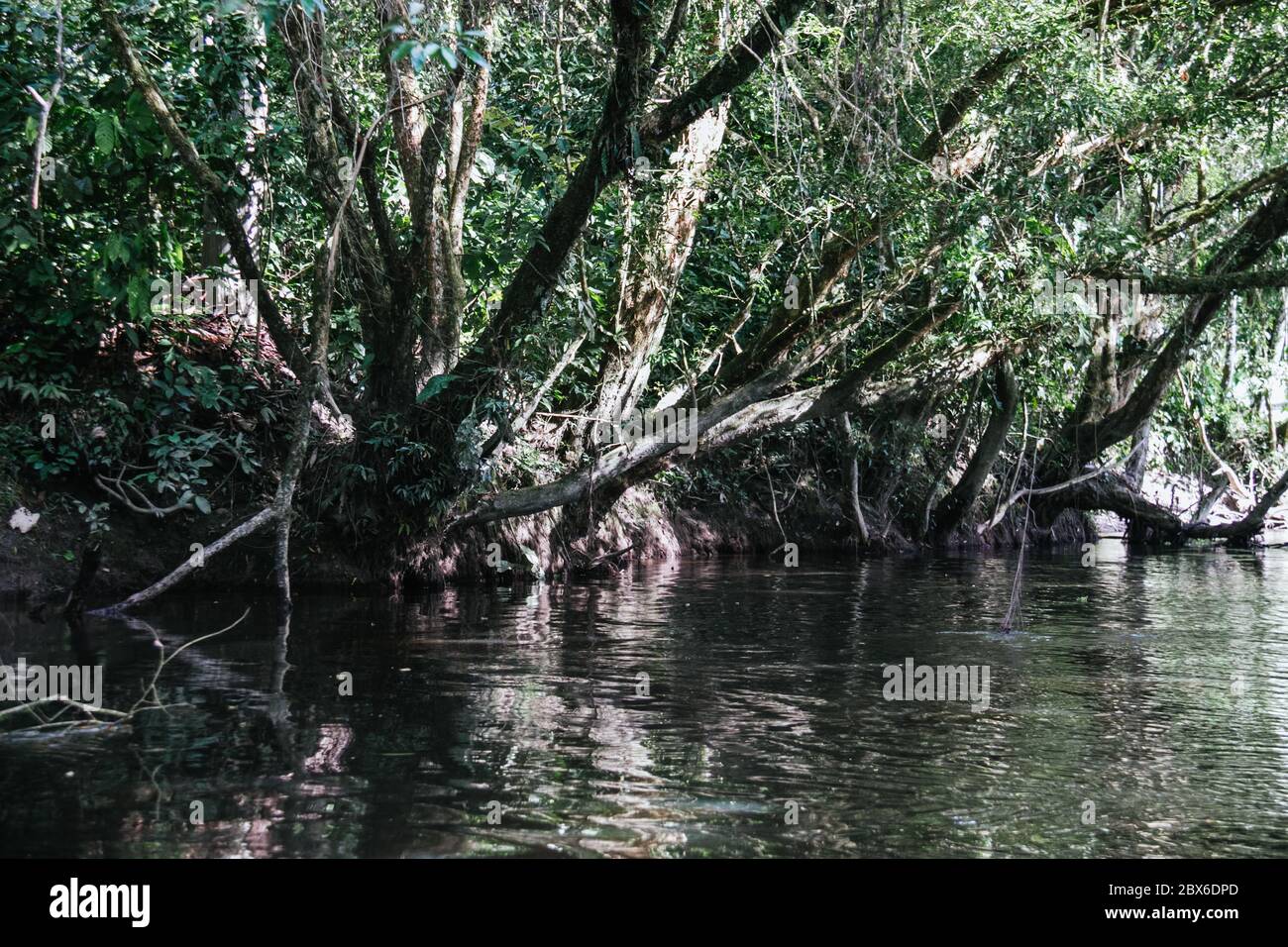 riverbank of the amazon river, vegetation, calm scene, ecuador Stock ...