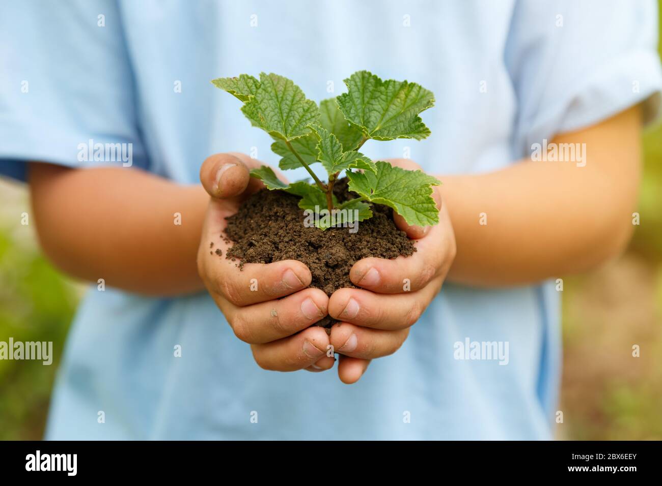 New life plant child hands holding tree nature living concept garden gardening Stock Photo