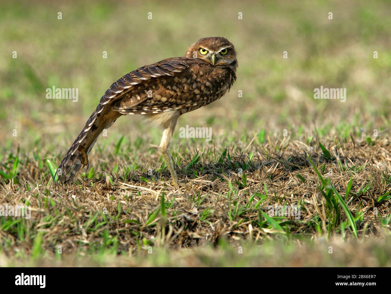 Burrowing owl on the savannah in Southern Colombia Stock Photo
