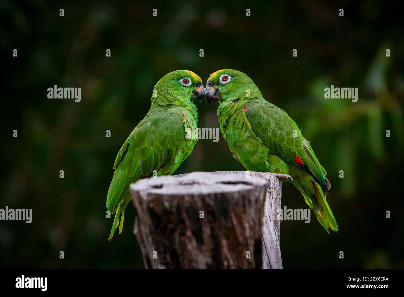 Scaly naped parrots  (Amazona mercenaria) Stock Photo