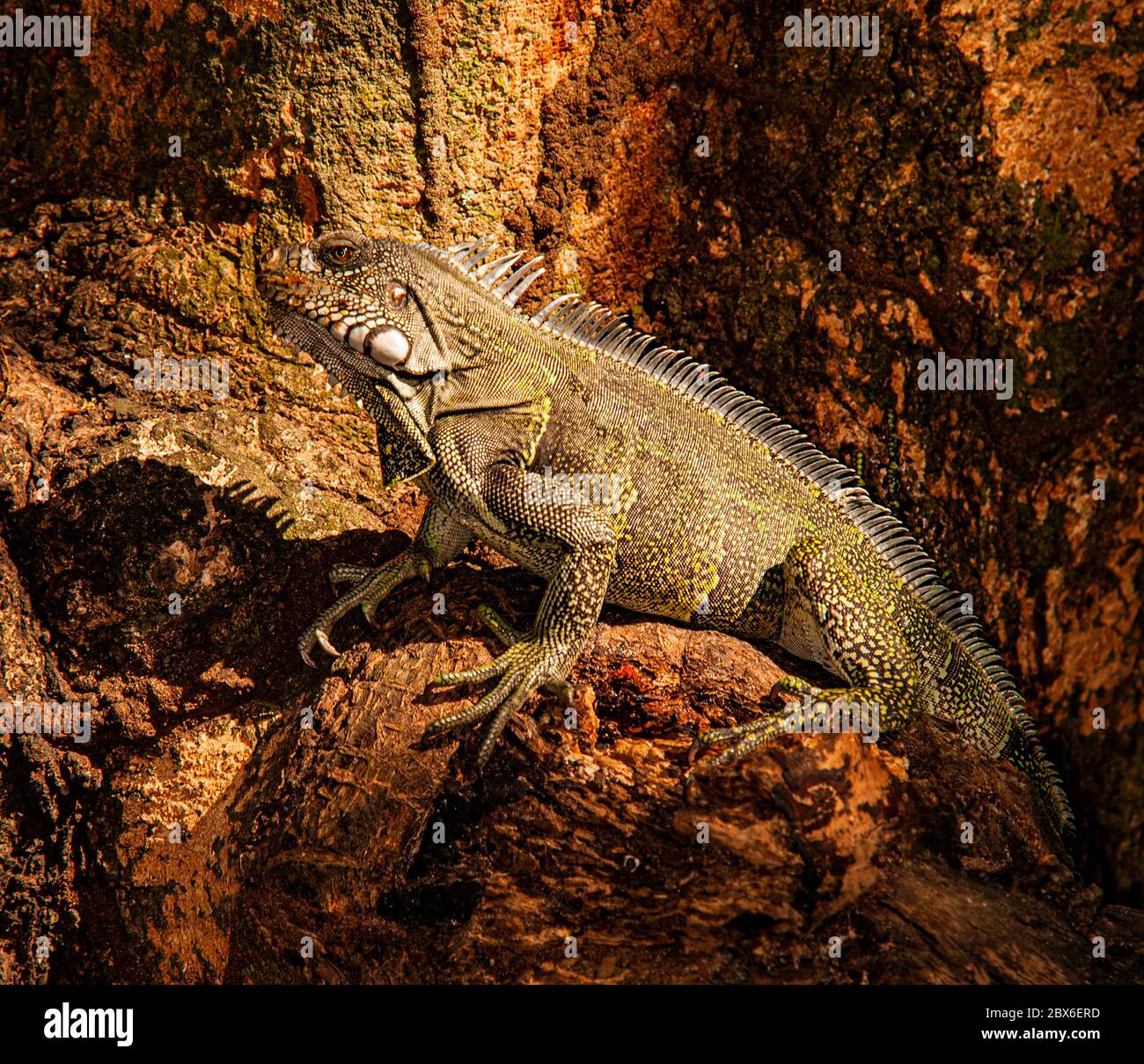 Iguana climbs a tree in Southern Colombia Stock Photo