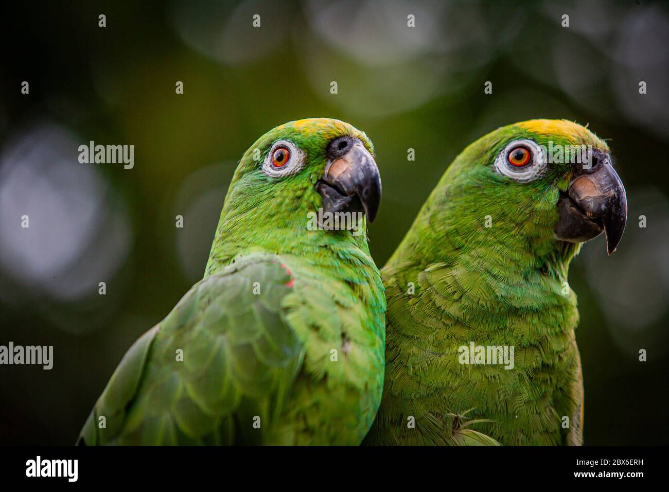 Scaly naped parrots (Amazona mercenaria) Stock Photo