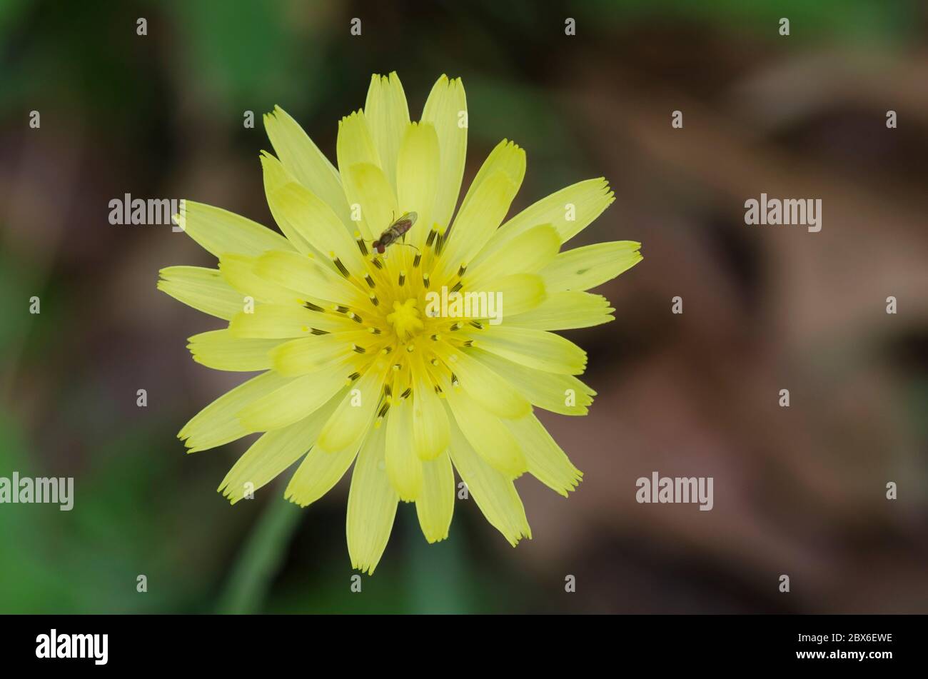 False Dandelion, Pyrrhopappus sp Stock Photo Alamy