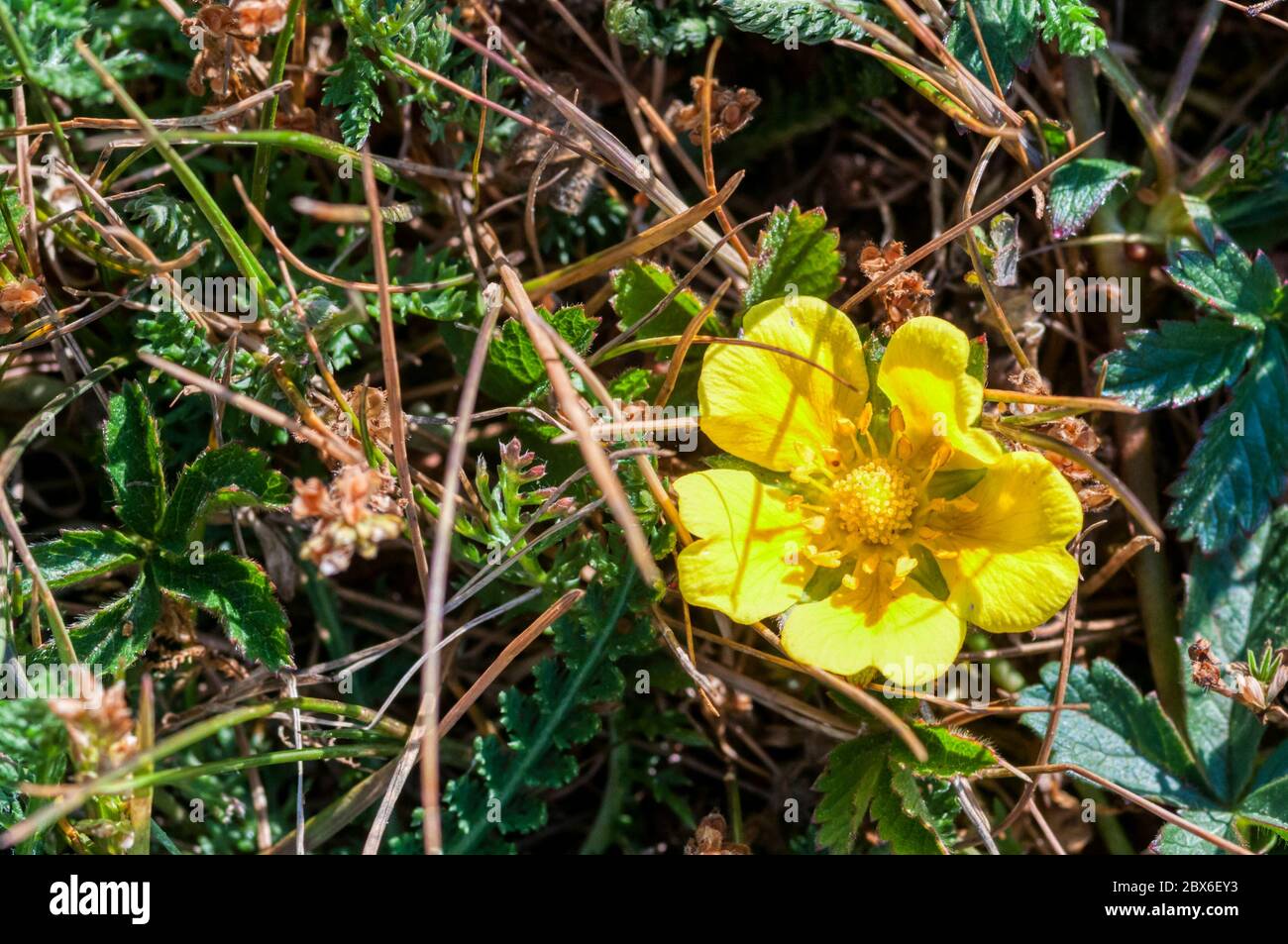 Meadow buttercup, Ranunculus acris. Stock Photo