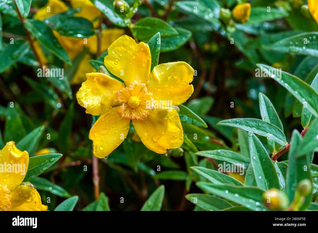 Hypericum 'Hidcote'. Stock Photo