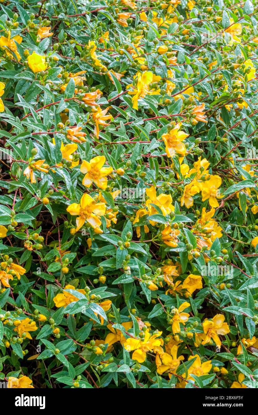 St John's wort, Hypericum 'Hidcote', after a rain shower. Stock Photo