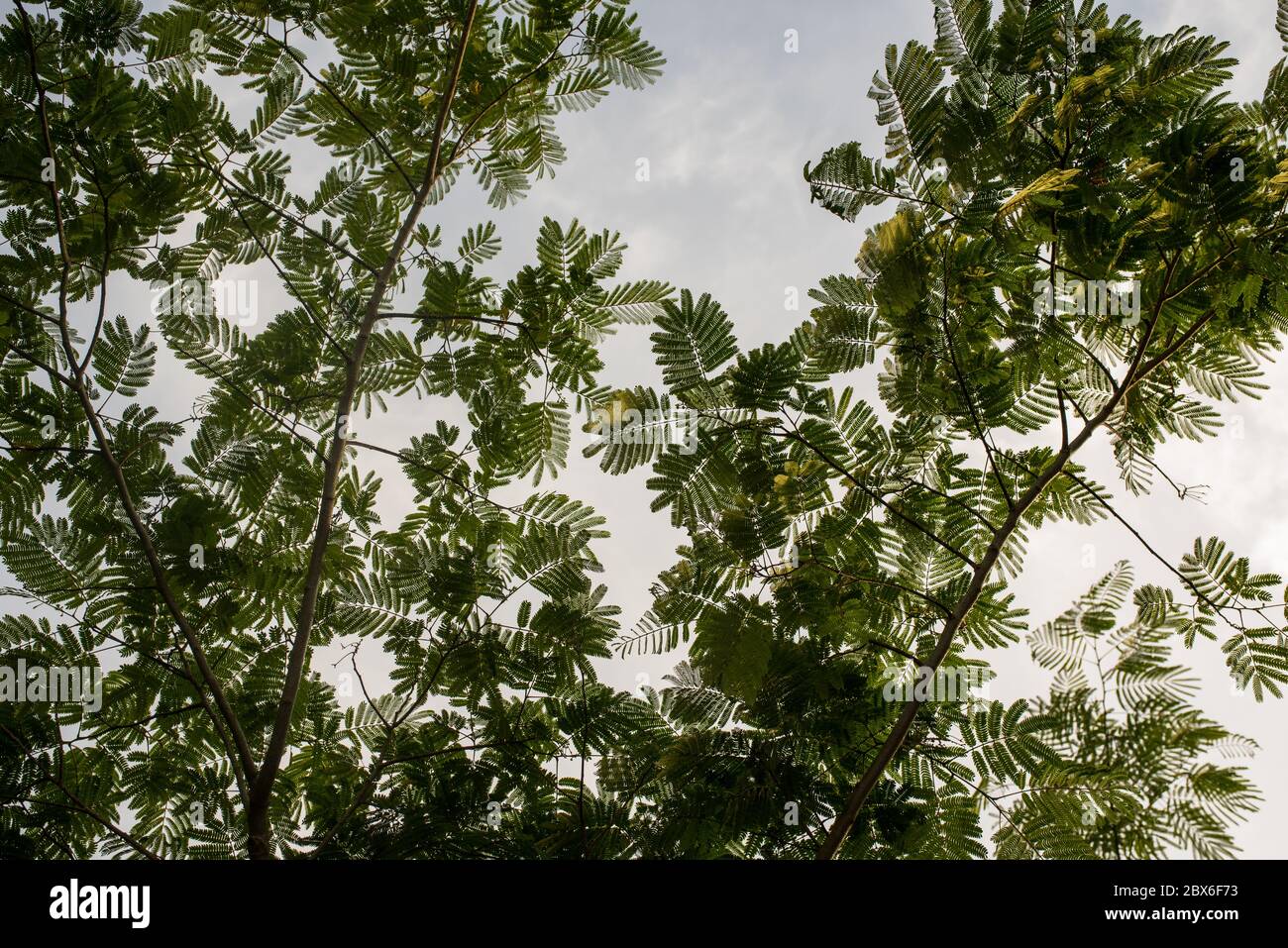Mimosa tree branches and leaves Stock Photo Alamy