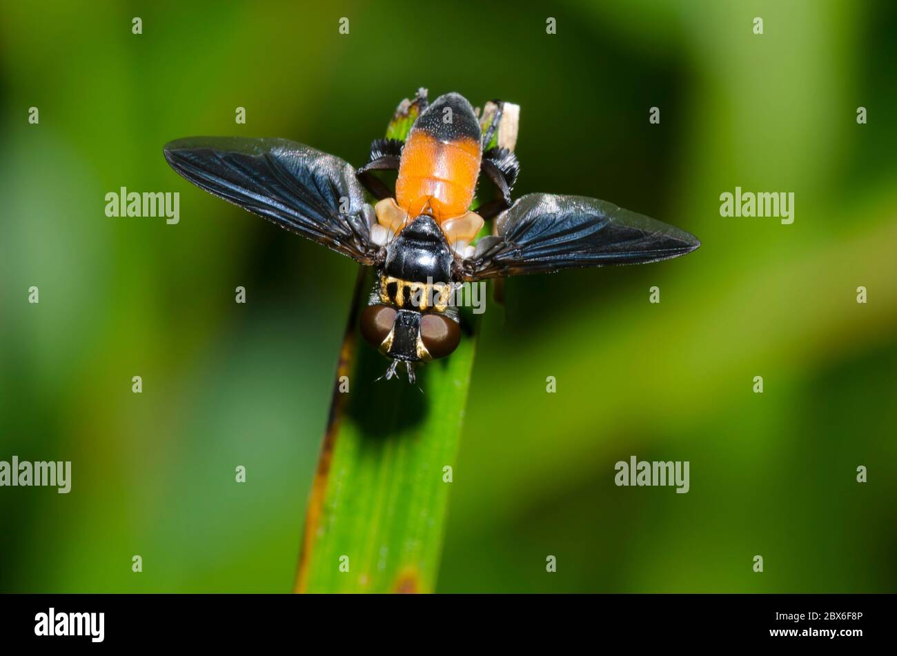 Featherlegged Fly, Trichopoda sp Stock Photo Alamy