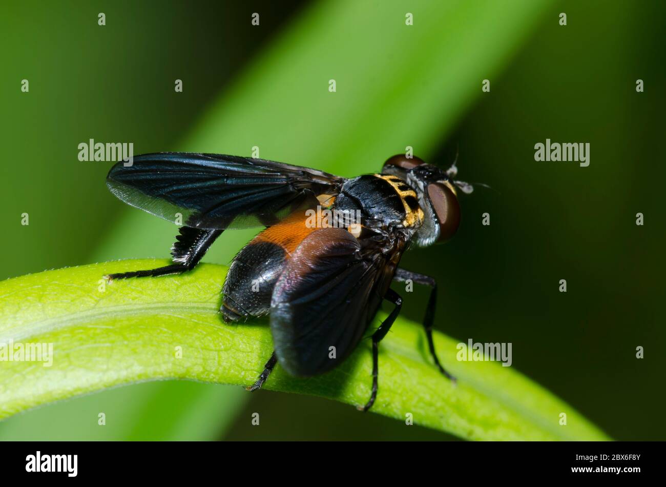 Featherlegged Fly, Trichopoda sp Stock Photo Alamy