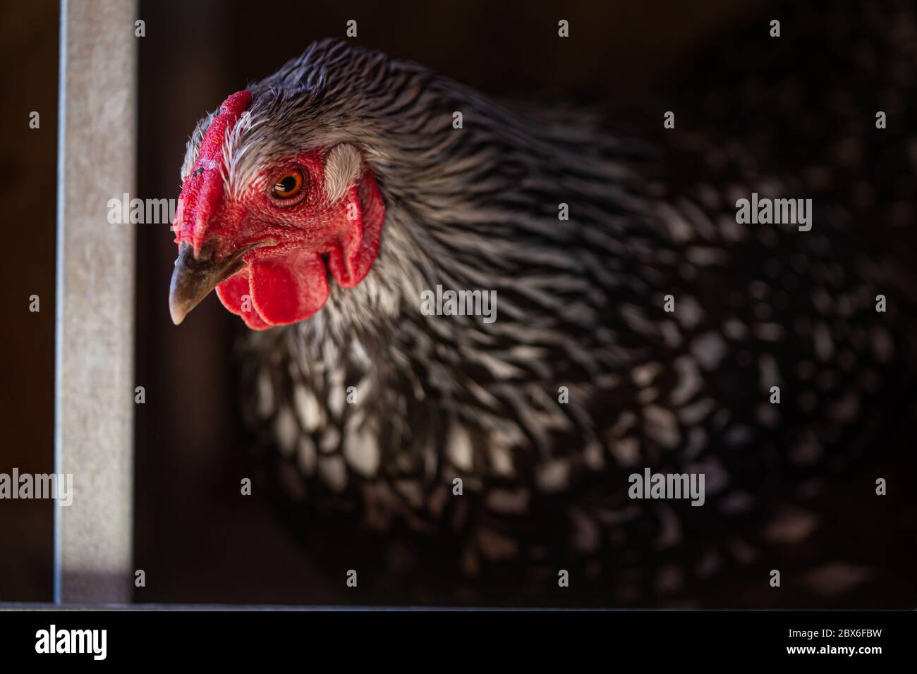 Chicken laying an egg in a coop Stock Photo Alamy